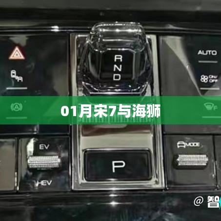 宋七与海狮的相遇故事