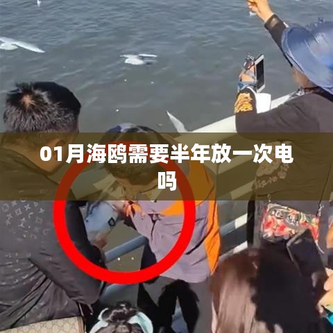 海鸥电池维护知识，是否需要半年放一次电？