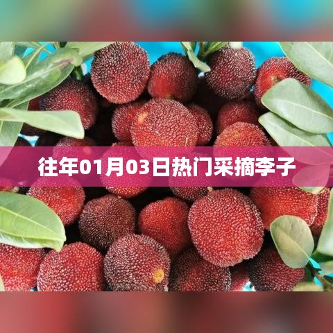往年元旦后李子采摘热潮涌动