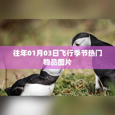 飞行季节热门物品图片盘点