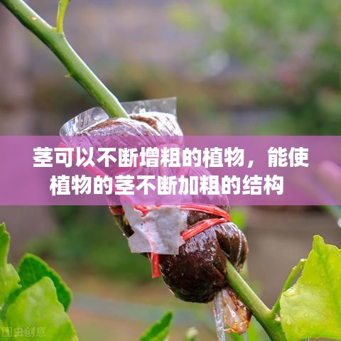 茎可以不断增粗的植物，能使植物的茎不断加粗的结构 