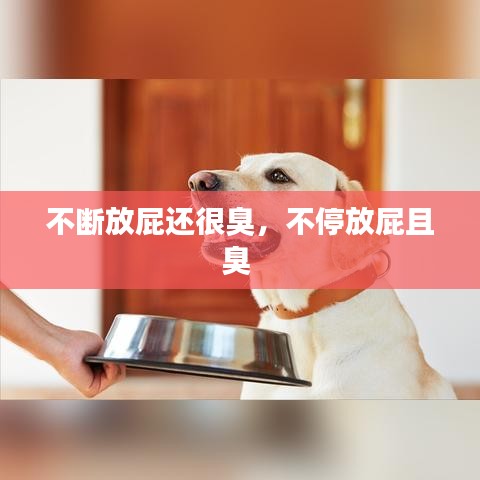 不断放屁还很臭,不停放屁且臭