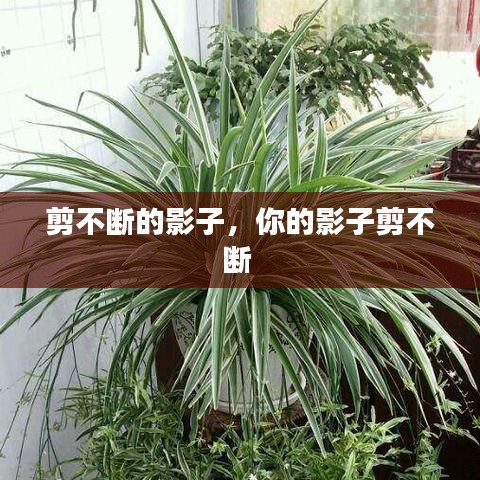 剪不断的影子，你的影子剪不断 