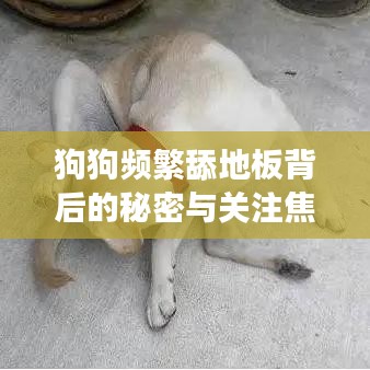狗狗频繁舔地板背后的秘密与关注焦点