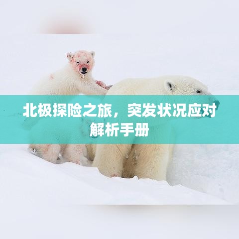 北极探险之旅，突发状况应对解析手册