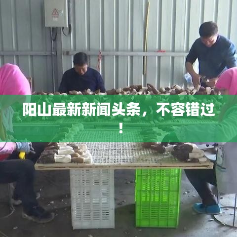 阳山最新新闻头条,不容错过!