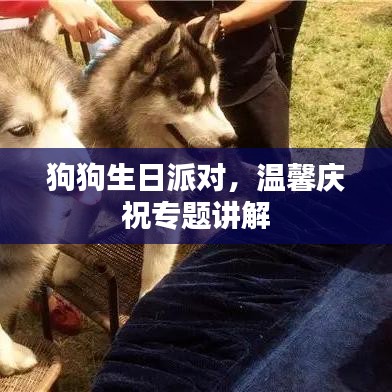 狗狗生日派对，温馨庆祝专题讲解