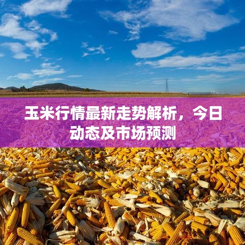 玉米行情最新走势解析，今日动态及市场预测