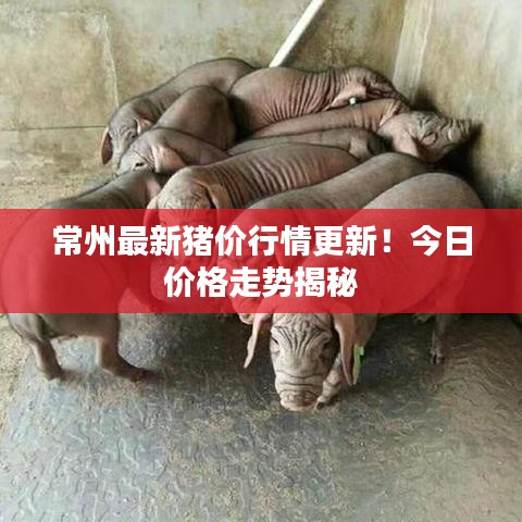 常州最新猪价行情更新！今日价格走势揭秘