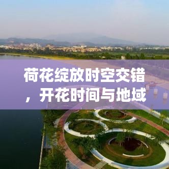 荷花绽放时空交错,开花时间与地域差异大揭秘