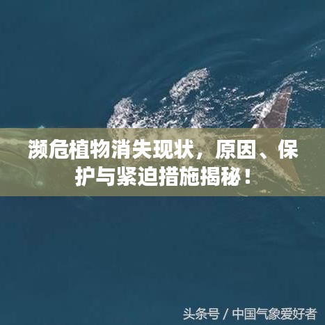 濒危植物消失现状，原因、保护与紧迫措施揭秘！
