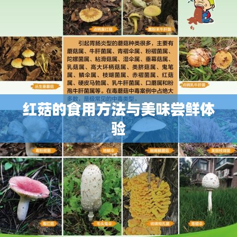 红菇的食用方法与美味尝鲜体验