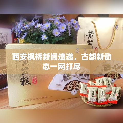 西安枫桥新闻速递,古都新动态一网打尽