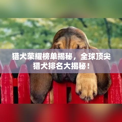 猎犬荣耀榜单揭秘，全球顶尖猎犬排名大揭秘！