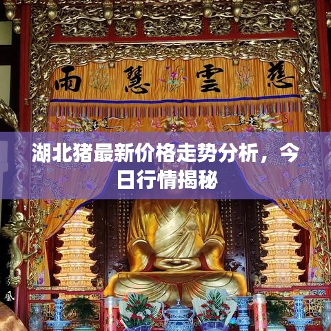 湖北猪最新价格走势分析，今日行情揭秘