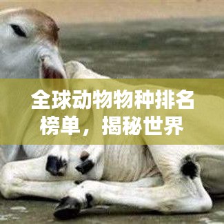 全球动物物种排名榜单，揭秘世界动物王国中的顶级生物！
