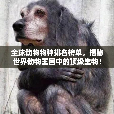 全球动物物种排名榜单,揭秘世界动物王国中的顶级生物!