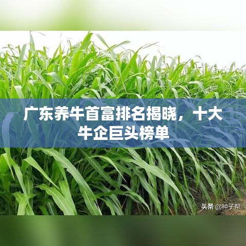 广东养牛首富排名揭晓，十大牛企巨头榜单