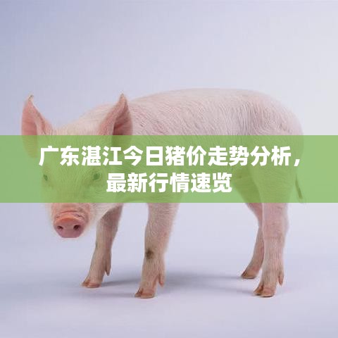广东湛江今日猪价走势分析，最新行情速览