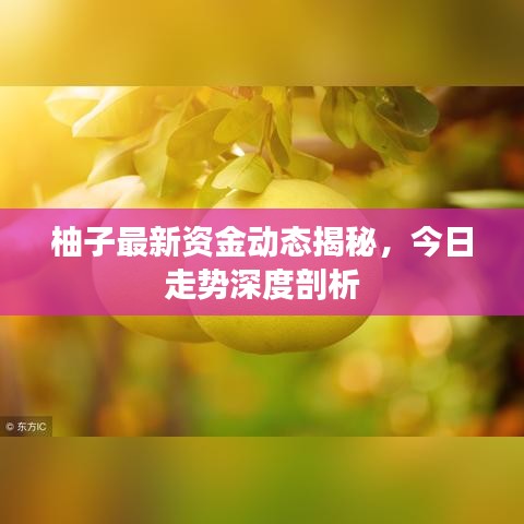 柚子最新资金动态揭秘，今日走势深度剖析