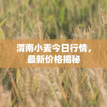 渭南小麦今日行情，最新价格揭秘