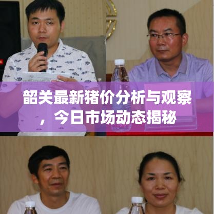 韶关最新猪价分析与观察，今日市场动态揭秘