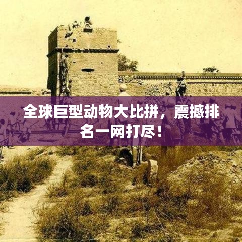 全球巨型动物大比拼，震撼排名一网打尽！