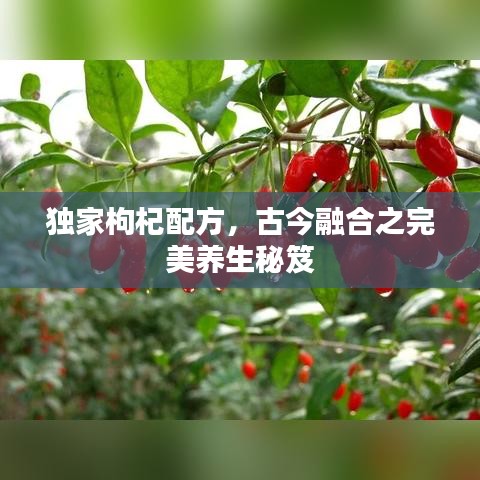 独家枸杞配方，古今融合之完美养生秘笈