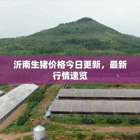 沂南生猪价格今日更新,最新行情速览