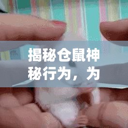 百鸟归巢 第2页