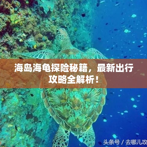 海岛海龟探险秘籍，最新出行攻略全解析！