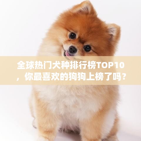 全球热门犬种排行榜TOP10，你最喜欢的狗狗上榜了吗？