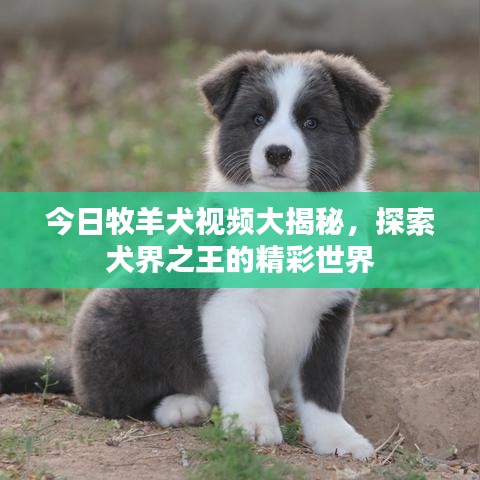 今日牧羊犬视频大揭秘，探索犬界之王的精彩世界