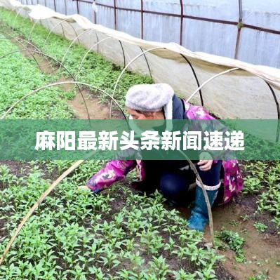 麻阳最新头条新闻速递