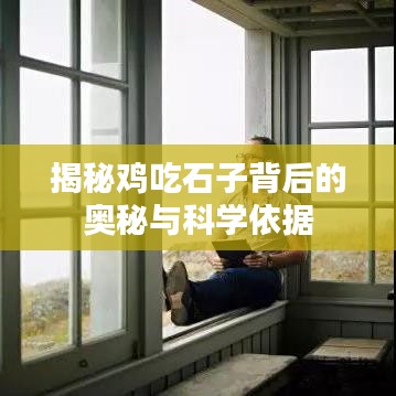 揭秘鸡吃石子背后的奥秘与科学依据
