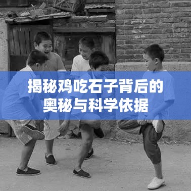 揭秘鸡吃石子背后的奥秘与科学依据