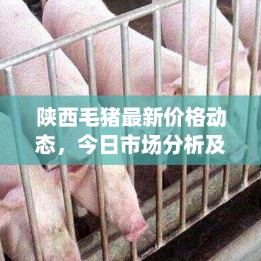 陕西毛猪最新价格动态，今日市场分析及趋势预测