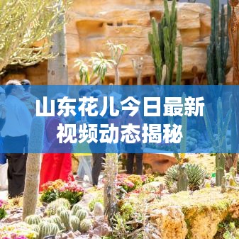 山东花儿今日最新视频动态揭秘