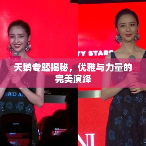 天鹅专题揭秘,优雅与力量的完美演绎