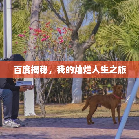 百度揭秘,我的灿烂人生之旅