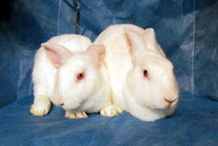 有兔旧版本,合理决策评审_精装款_v3.260